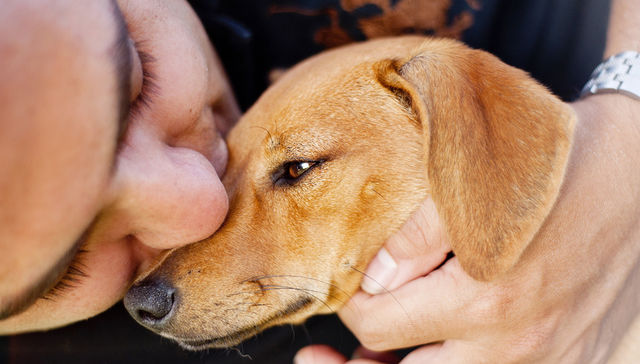 Pensando seriamente en adoptar una