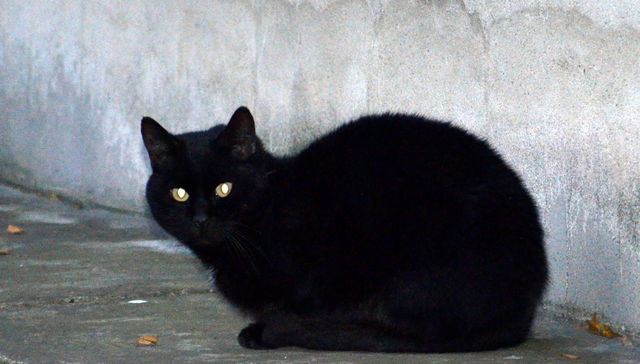 Gato por libre