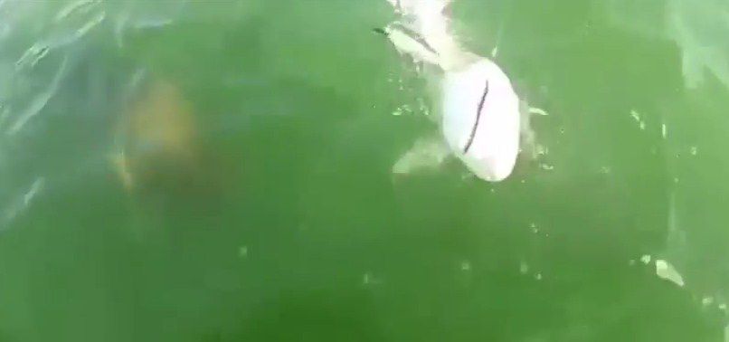 El grande se come al grande