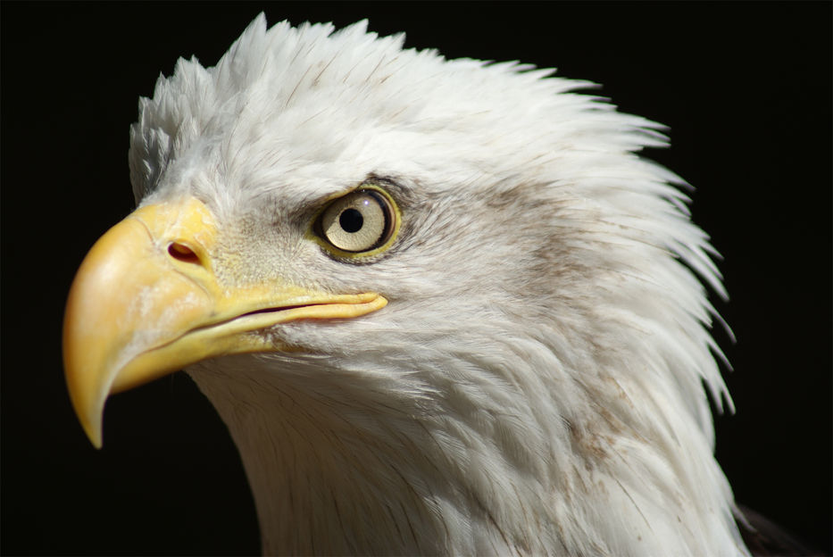 Scotland Yard considera empleo de águilas adiestradas para interceptar  drones
