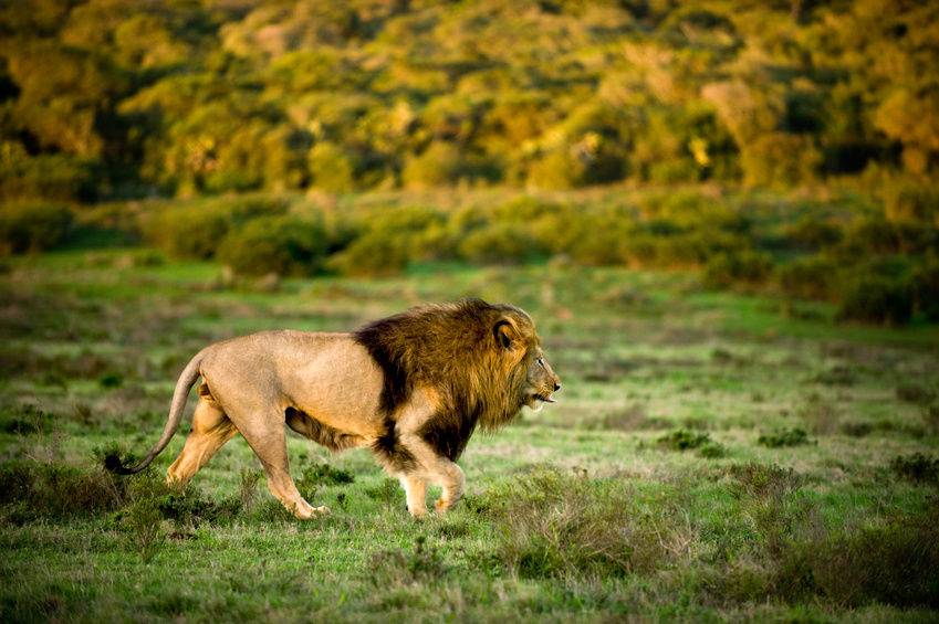 Leones escapan en Nairobi y pasean por la ciudad