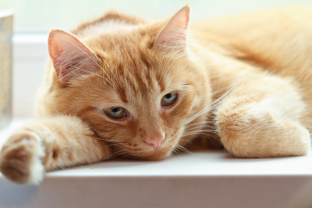 Jornada de adopción de gatos en el Espacio Colabora