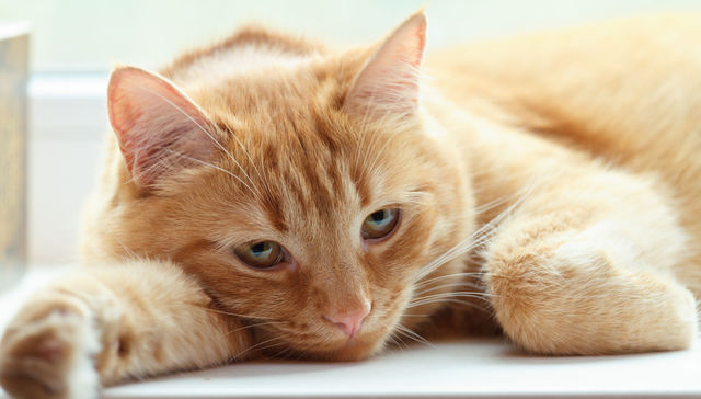 Si te quiero es porque sos