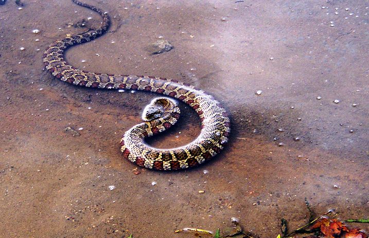 Reptiles todoterreno