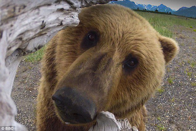 Cuanto más grande, más riesgoso