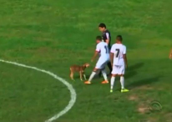 Perro Que Mordió A Futbolista En Plena Cancha Se Llamará Suárez