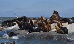 Contenido de la imagen Colonia de lobos marinos frente a Montevideo