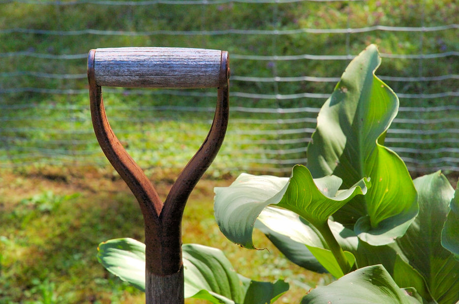 Cultivo no tradicional