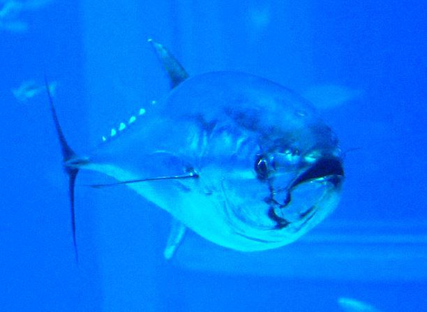 La lista menos votada