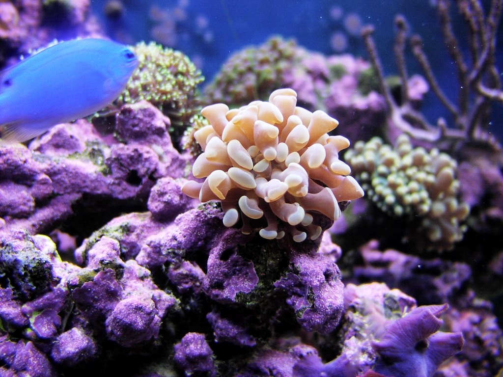 El Niño es una amenaza “aterradora” para los corales, dice experto en biodiversidad