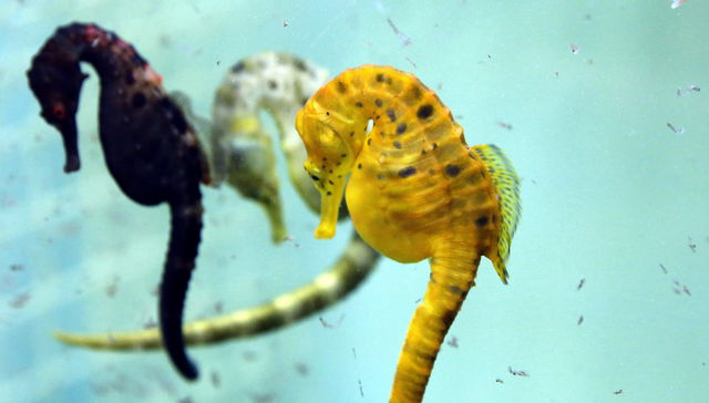 La buena noticia del día