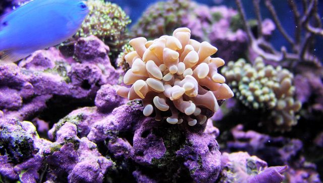 La batalla del mar de coral