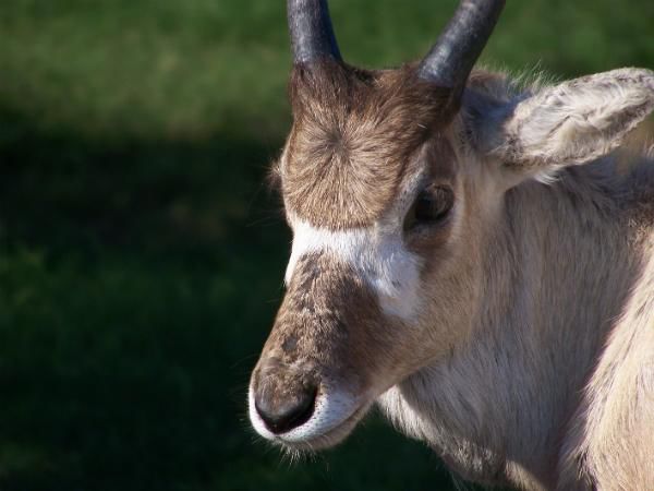 Intendencia de Montevideo adjudicó obras del Zoológico de Villa Dolores