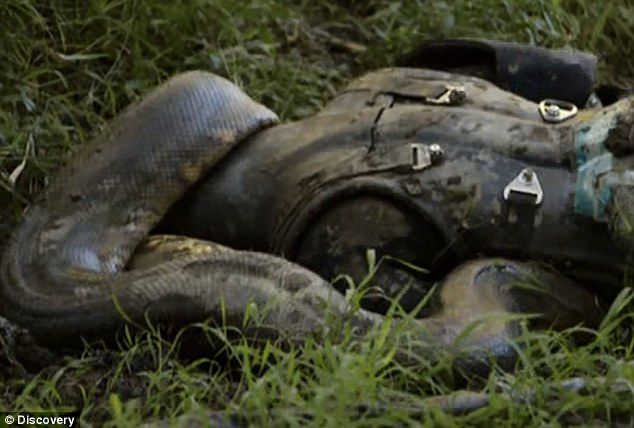 Se emitió el video de Paul Rosolie devorado por una serpiente, y generó disgusto