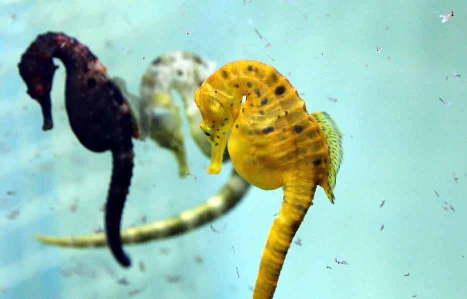 La buena noticia del día