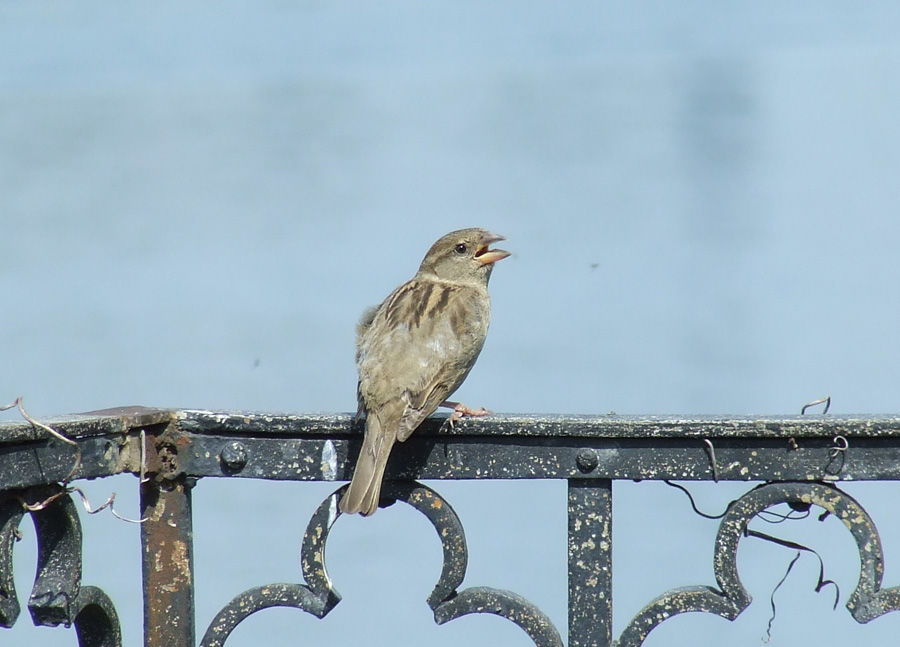 Los pájaros tienen un 