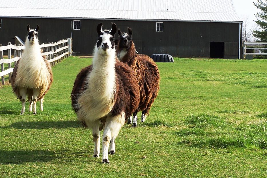 Las llamas generan anticuerpos que podrían ayudar a combatir el VIH