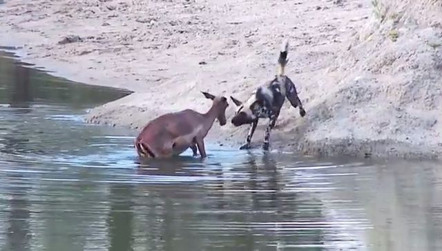 Video: Perros salvajes cazan a una impala preñada