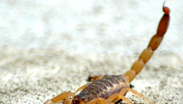 Oye colega no te asustes