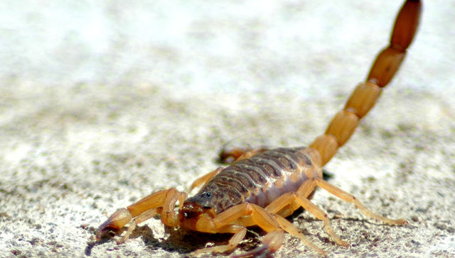 Oye colega no te asustes