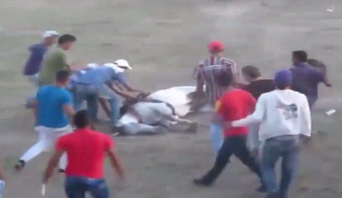 Noble bruto y brutos innobles