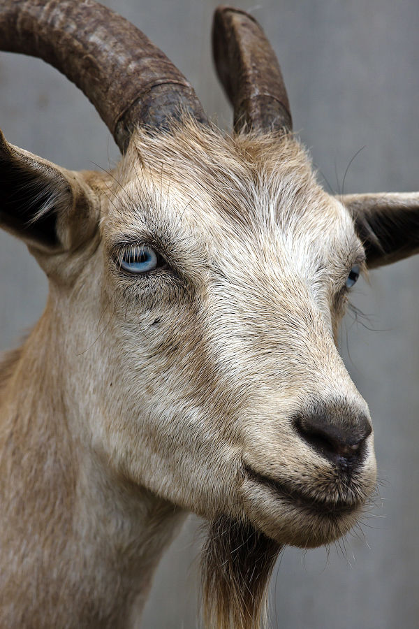¿Cayó en la cabra?