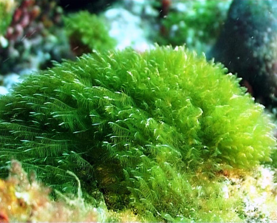 Las algas marinas pueden proveer antivirales contra la COVID-19