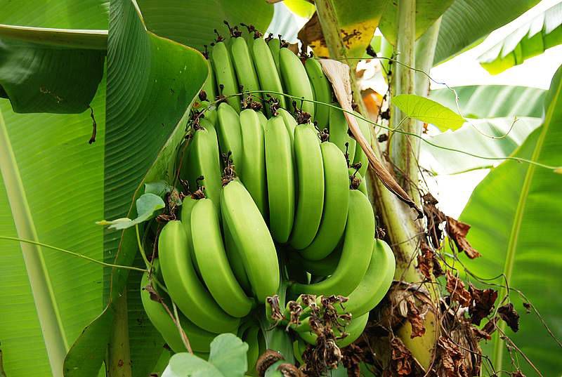 La fibra de la banana mejora las propiedades del cemento