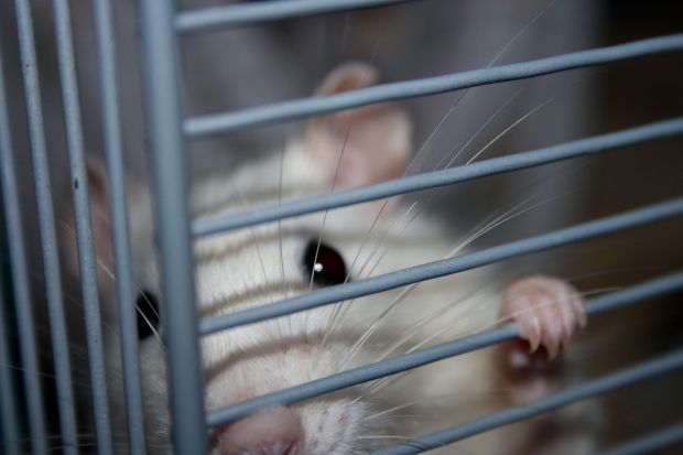 ¿Embriagado de amor?