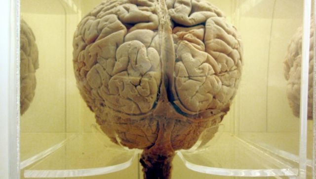 Aquí están, estos son