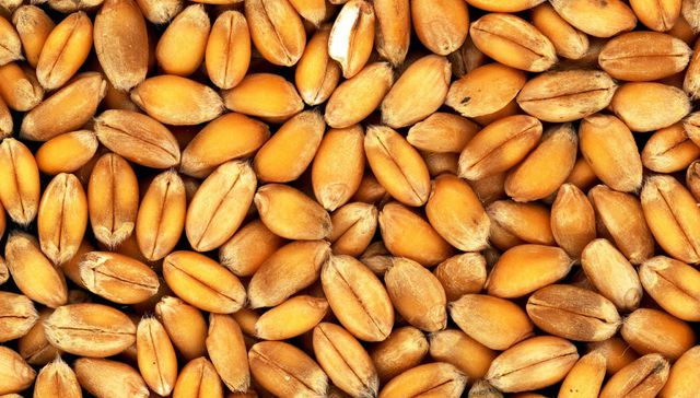 El granero del mundo