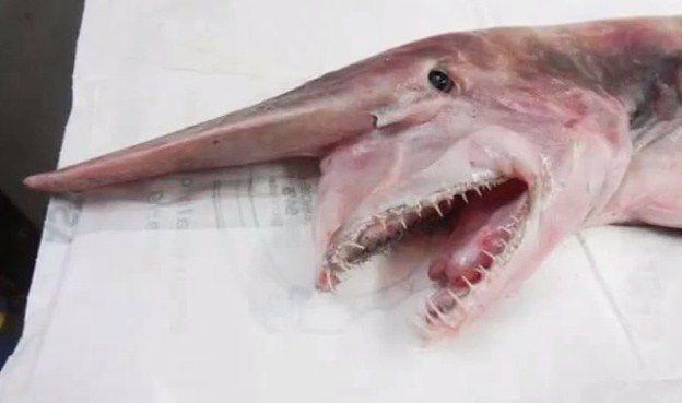 Tiburón a la vista