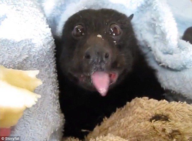 Comía feliz cardillo y kiwi