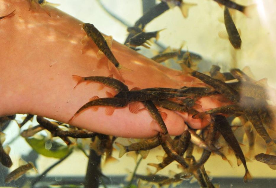 El pez por la boca sana