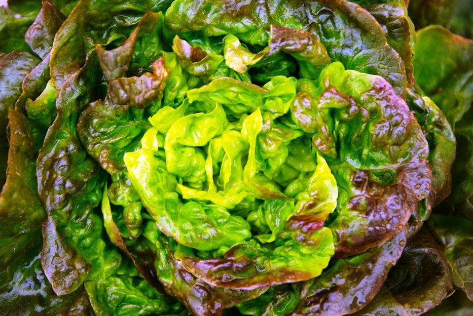 Tribunal británico examina si veganismo de un trabajador está protegido legalmente