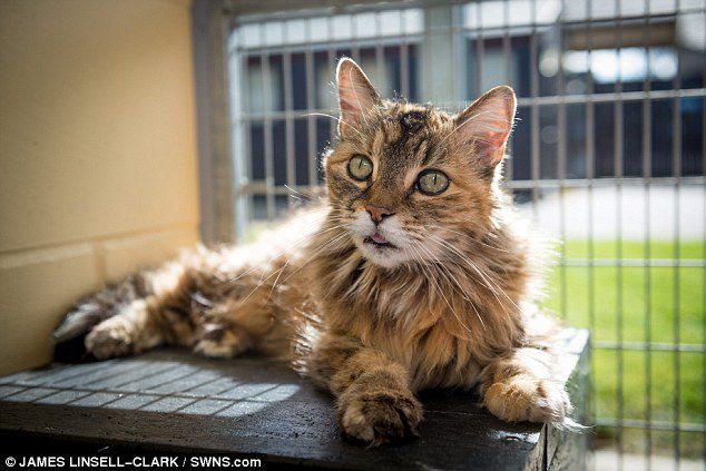 Como un rugido de tigre