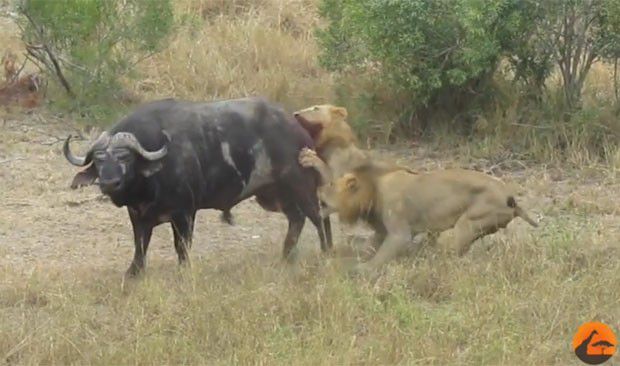 Atacado por leones, un búfalo se salva gracias a un neumático