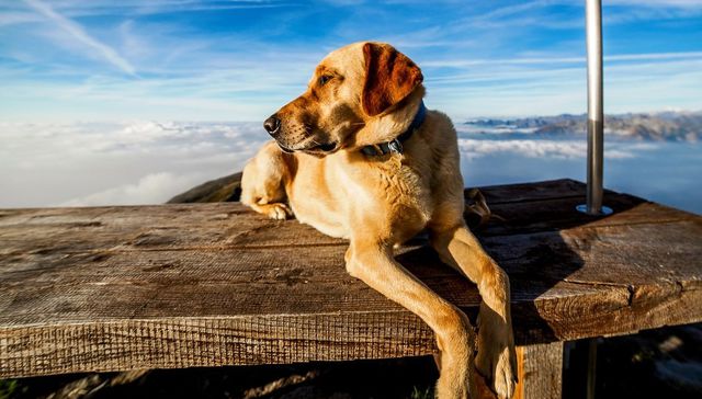 Más quiero a mi perro