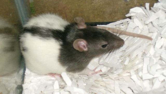 Así quedan paranoicos