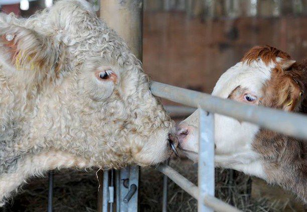 En la variedad está el gusto