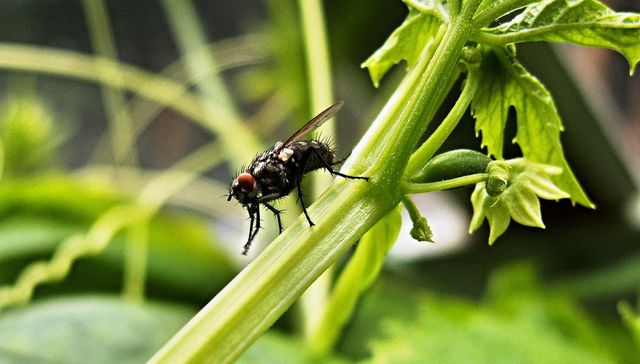 La mosca en la sopa