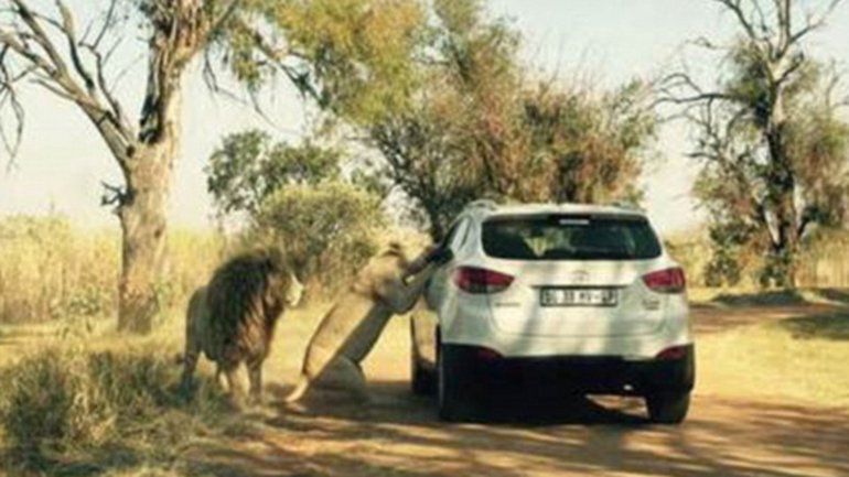 Eclipse solar ética Efectivamente Captan momento en que león ataca a turista