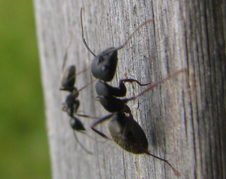 Se salen del caminito