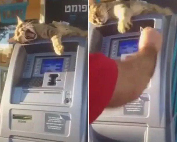 Gatito que obstaculiza uso de cajero es un éxito en las redes