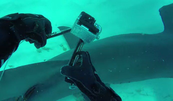 El tiburón de San Vicente