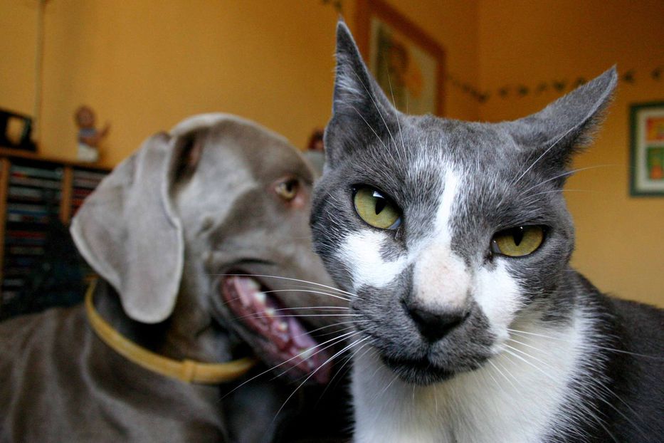 La verdad sobre perros y gatos