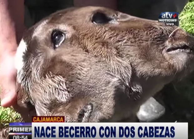 Nació una ternera de dos cabezas en Perú