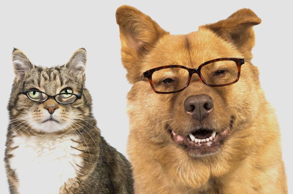 Una fierecilla en casa