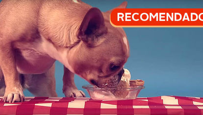 RECOMENDADO: Perros comiendo helado