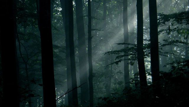 Revisionismo silvano